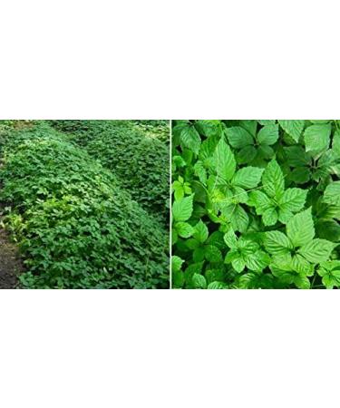 Organic Majestic Herbs Jiaogulan Capsules | Improve Health & Longevity | Antiaging | 100% Crushed Leaf | 100x500mg - Buy Online on GoSupps.com