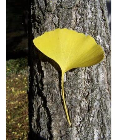 Ginkgo Biloba Seeds Tree - 10 Seeds Very Fresh Seeds - Buy Online on GoSupps.com