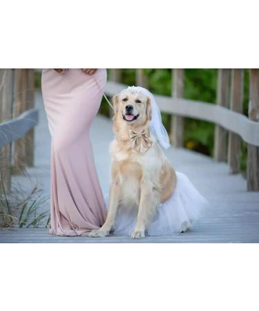 Unique Champagne Silk Dog Collar | X-Large Wedding Paws Design - Conductive Loop - Buy Online on GoSupps.com