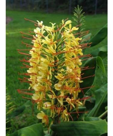 5 Semi di Hedychium gardnerianum Kahili Ginger Esotico