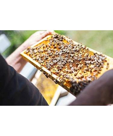 ImkerPur honeycomb piece made of highly aromatic acacia honey set of 2 each 400 g (total 800 g) in high-quality food-safe freshness box - Buy Online on GoSupps.com