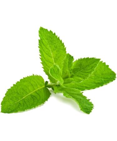 Rosemary Mint Hair Oil 2oz & Bonus AvryBeauty Disposable Mani Pedi Tool kit - Buy Online on GoSupps.com