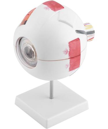 Wallfire 6x Removable Human Eye Model - Ideal for Study & Teaching | International Shipping Available - Buy Online on GoSupps.com