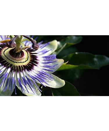 Indigo Herbs Passion Flower Oil 100ml (Cold Pressed) - Passionflower - Buy Online on GoSupps.com