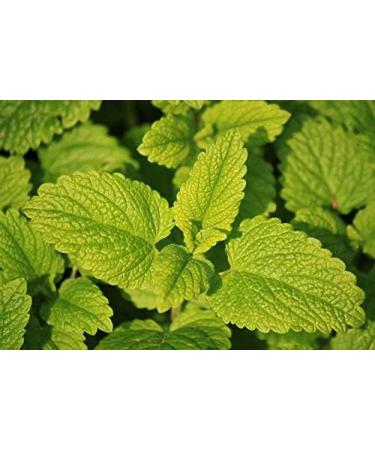 Buy Sauna Infusion Concentrate Lemon Balm - 250ml with Dropper - Premium Aromatherapy for Relaxation | International Shipping - Buy Online on GoSupps.com