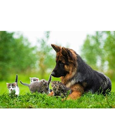 cat Urinary Blockage - Pets Urinary Health Complex - for Dogs and Cats - Advanced Bladder Support - max Cranberry for Cats - 2 Bottles (180 Treats) - Buy Online on GoSupps.com