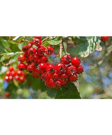 Hawthorn Berry Tincture 100ml - Quality Assured | Pack of 1 - Buy Online on GoSupps.com