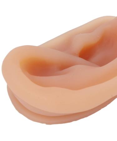 Silicone Ear Model ANGGREK Simulated Ear Model Acupuncture Practice Tool with Display Stand Practice Ear Model Soft Ear Model for Teaching Instructions - Buy Online on GoSupps.com