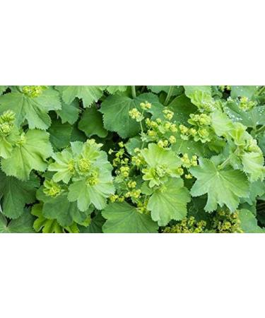 Indigo Herbs Alchemilla vulgaris Tincture 100 ml - Lady's Mantle - Buy Online on GoSupps.com