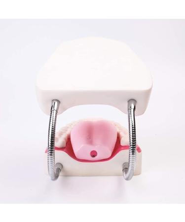 Teeth Model with Removable Teeth & Toothbrush for Dental Education - Simulated Dental Care Body Model - Buy Online on GoSupps.com