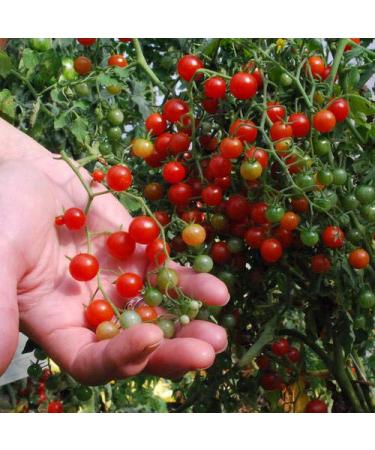 Portal Cool Verdure Pomodoro Organico Ribes Rosso 750 Finest Semi Bulk