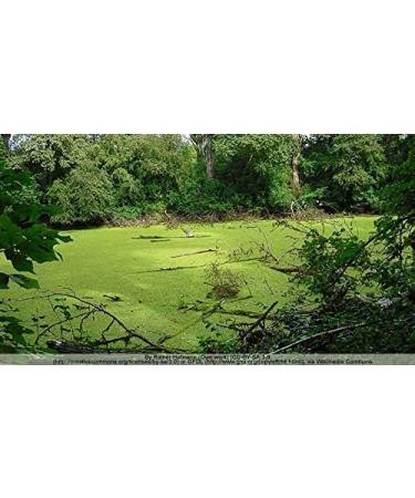 Indigo Herbs Organic Chlorella Powder 1kg - Broken Cell Wall - Natural Vitamin B12, Chlorophyll & Protein Supplement - Buy Online on GoSupps.com