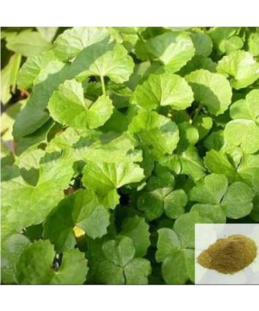 Bacopa gotukola water/hyssop Gotu Kola powder 100g organic Brahmi Centella asiatica vallarai Asiatic pennywort Vallarai Keerai natural - Buy Online on GoSupps.com