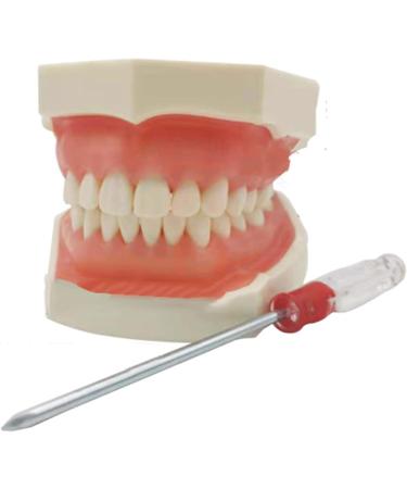 Dytah Typodont Troch Model - Realistic Dental Teaching Model with Removable Teeth for Adult Demonstration - International Shipping Available - Buy Online on GoSupps.com