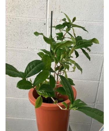 tea tree
