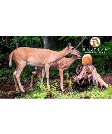 SALTEAN 2.5kg Compressed Himalayan Pink Salt Lick with Rope - Natural Salt from Salt Range Pakistan - Buy Online on GoSupps.com