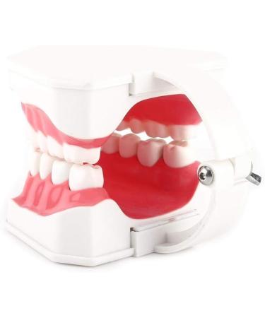Akozon Teeth Model & Gums - 28 Tooth Complete Fixation Model for Teaching & Demonstration - Ideal for Toothbrushing Practice - Buy Online on GoSupps.com