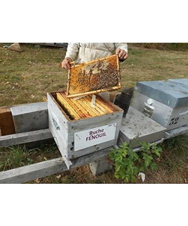 100% natural Moroccan fennel honey. - Buy Online on GoSupps.com