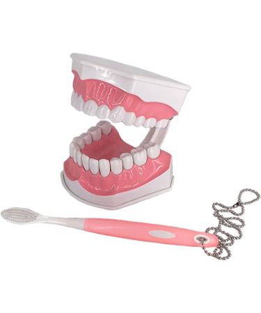 AWJ Dental Care Model - 28 Teeth Toothbrush Demo Model for Kids | Standard Size Tooth Care Teaching Aid - Buy Online on GoSupps.com