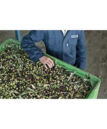 Marina Colonna Classic Anfora Olive Oil 750 ml New Harvest 2019/2020 - Buy Online on GoSupps.com