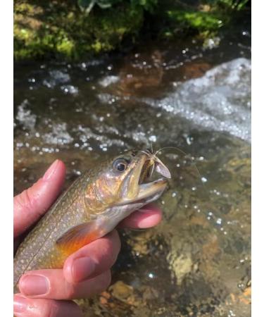 Synthfly Lifelike Mayfly Pack - Gray & Brown Drake in Sizes 10 12 14, Danica in Sizes 10 12 - Fly Fishing Essential Set of 8 Mayflies - Buy Online on GoSupps.com