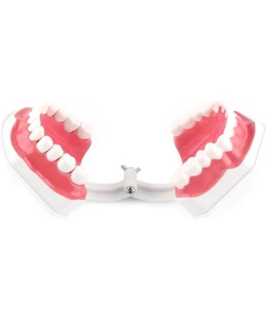 FafeICY 1PC 28 Teeth Teaching Toothbrush Model - Dentist Tool with Handy Toothbrush & Poster for Study Demonstration - Buy Online on GoSupps.com