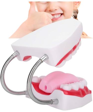 Teeth Model with Toothbrush - Ideal for Hospitals & Kindergartens | Teach Toddlers Oral Hygiene - Buy Online on GoSupps.com