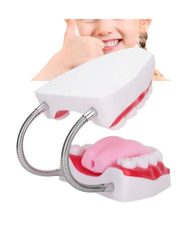 Portable Dental Model for Kids - Lifelike Teeth Brushing Demonstration & Educational Teaching Material - Buy Online on GoSupps.com