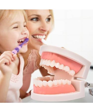 Standard Teeth Model | Tooth Models for Teaching Kids - Important Brushing Teaching Teeth Model Tool and Children Fulenyi - Buy Online on GoSupps.com
