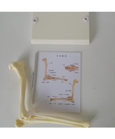 Canine Elbow Joint Model Dog Elbow Joint Model Animal Body Anatomy Replica of Normal Dog Elbow for Veterinary Office Educational Tool - Buy Online on GoSupps.com