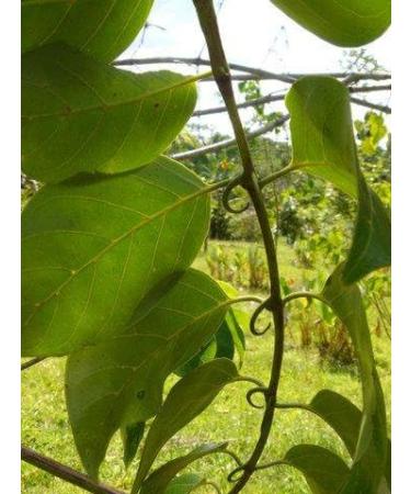 Reparagen Joint Health Supplement - 60 Capsules | Support for Healthy Joints - Buy Online on GoSupps.com