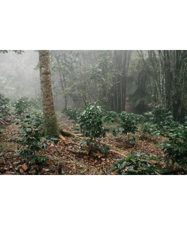 LaProve Mexican coffee Procurador Plantations are not factories Nature in harmony with consumption Arabica 1000g - Buy Online on GoSupps.com