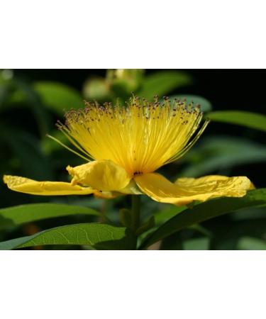 SeedsUA - St. John's Wort Medicinal Perennial Herb for Planting