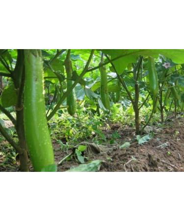 100 Egg Sementi Delle piante di Verdure per trasporto Thai Food Libero - Buy Online on GoSupps.com