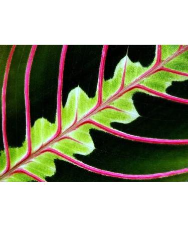 Hirt's Red Prayer Plant - Easy to Grow Maranta House Plant - 4 Pot Maranta Red - Buy Online on GoSupps.com