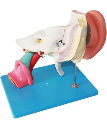 Model Anatomy of The Human Medical Ear Inner Ear Average Ear Tympan Template of Extended Ear Structure - Buy Online on GoSupps.com