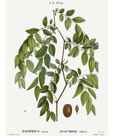 NATURAL SIDRE POWDER - 150 Gr - Morocco - Buy Online on GoSupps.com