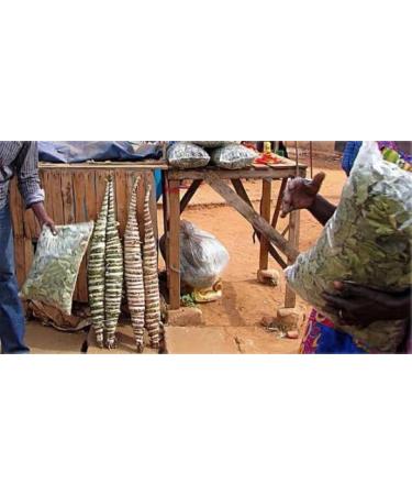 Kinkeliba leaves 100 g feulle de kink liba Deggeh seh haw sehhaw feiba kenkeliba djeka qinkeliba natural and wild - Buy Online on GoSupps.com