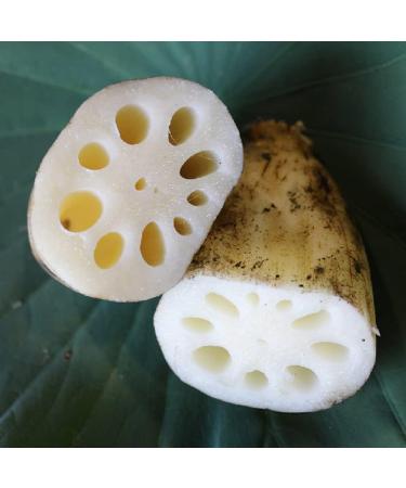 TULGIGS Lotus Root Powder 7oz (200g) - 100% Pure Natural Fiber with Vitamin C and Amino Acids | Made In Korea - Buy Online on GoSupps.com