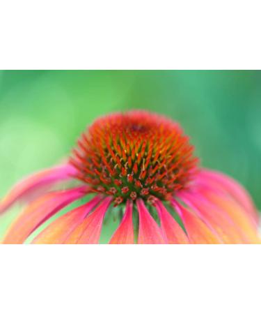 Cedar Bear Echinacea Super Immune Blend a Liquid Herbal Supplement That Boosts Your Immune System to Help Maintain White Blood Cell Activity and Other Immune Functions 2 FL Oz 2 Fl Oz (Pack of 1) - Buy Online on GoSupps.com