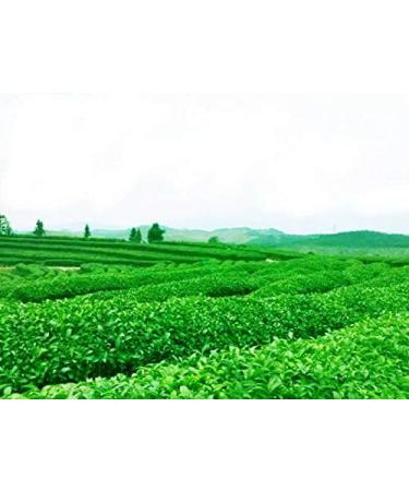 Chinois Noir Oolong Th Th Frais Naturel Th 125g (0.28LB) Th Tikuanyin Th Noir Th Vert Alimentaire Th Rouge Tikuanyin oolong - Buy Online on GoSupps.com