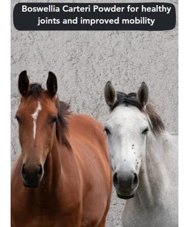 Rahiiq 1Kg Boswellia Horse Supplement for Joints & Mobility Support - 100% Natural Organic Boswellia Carteri Powder - Buy Online on GoSupps.com
