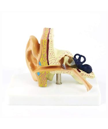 Anatomical Model of The Ear - Enlargement 1.5 -Time Internal Model of The Human Ear Structure Medical Practice Model - for Scientific Display