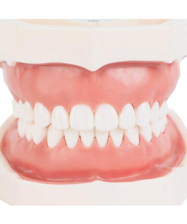 Wudaizhi Dental Model with Removable Teeth - Perfect for Teaching & Practice | International Shipping Available - Buy Online on GoSupps.com
