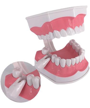 AWJ Dental Care Model - 28 Teeth Toothbrush Demo Model for Kids | Standard Size Tooth Care Teaching Aid - Buy Online on GoSupps.com