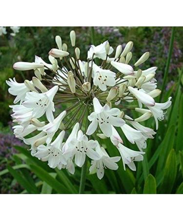 Portal Cool Agapanthus Praecox ni Giglio Bianco o Bianco Giglio del Nilo 30-50G impianto