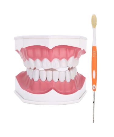 Tooth Model with Toothbrush Standard Dental Cavity Demonstration for Hospital Kindergarten To Study Oral Hygiene