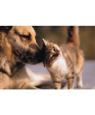 Dog Allergy Relief chewables - Allergy Relief Pets - for Dogs and Cats - Amazing Formula - Chewy Tablets - quercetin for Pets - 1 Bottle (75 Chews) - Buy Online on GoSupps.com