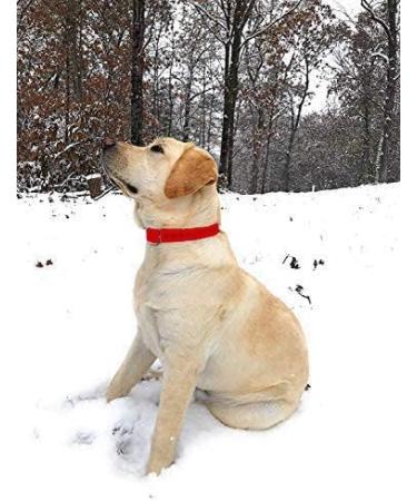 Regal Dog Waterproof Collar for Small Medium & Large Dogs - Red Halfband with Middle Ring - Ideal for Puppies & Adult Dogs - Buy Online on GoSupps.com