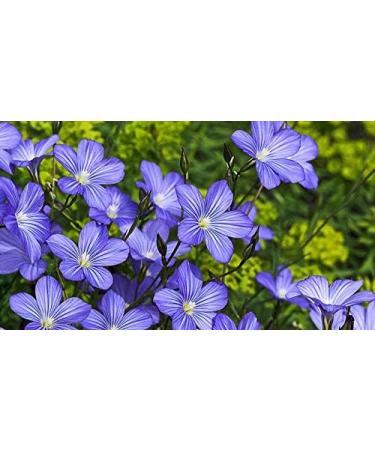 Indigo Herbs Organic Golden Linseed/Flaxseeds 1kg - High Fibre, Omega-3 Rich, Vegan, Gluten-Free - Buy Online on GoSupps.com